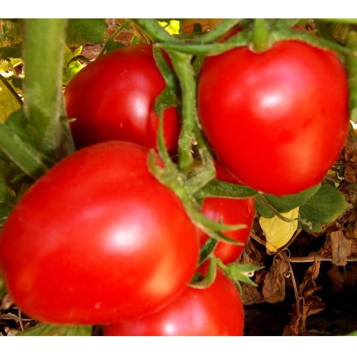 Kohinoor Lucky Seeds Private Limited